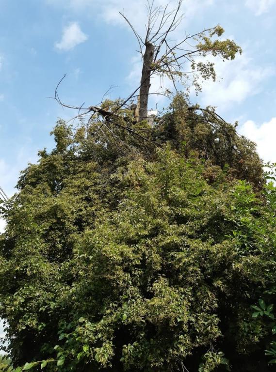 ořez stromu Hořetice