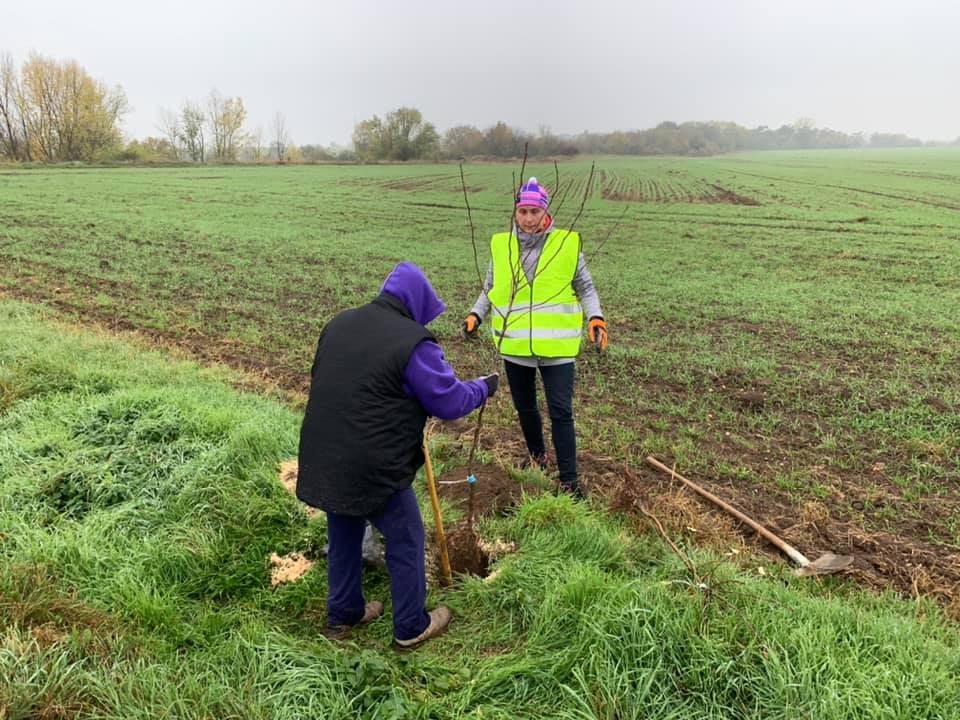 2.11. 2019&nbsp;Výsadba stromů