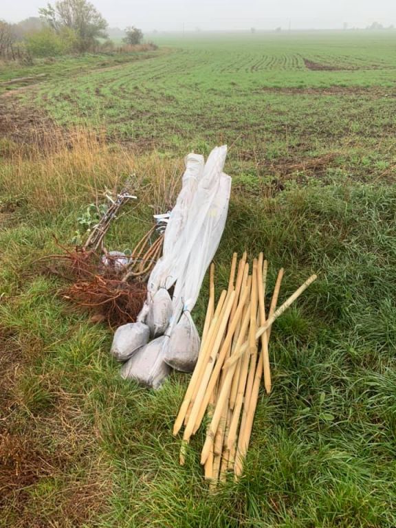 2.11. 2019&nbsp;Výsadba stromů