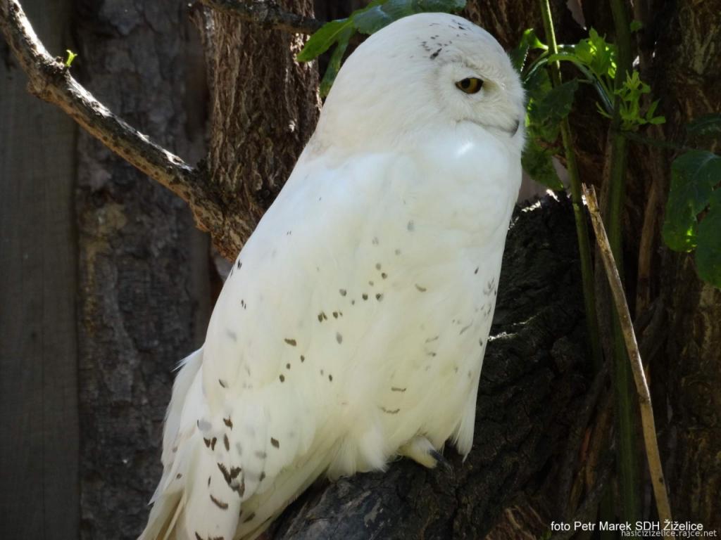 Zájezd letiště, Okoř, ZOO