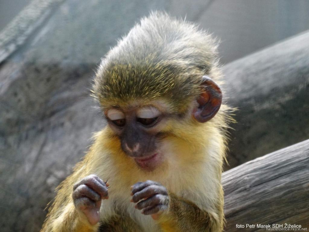 Zájezd letiště, Okoř, ZOO