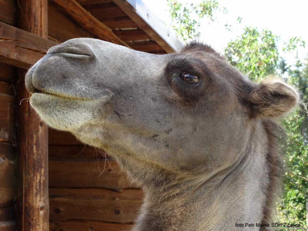 Zájezd letiště, Okoř, ZOO