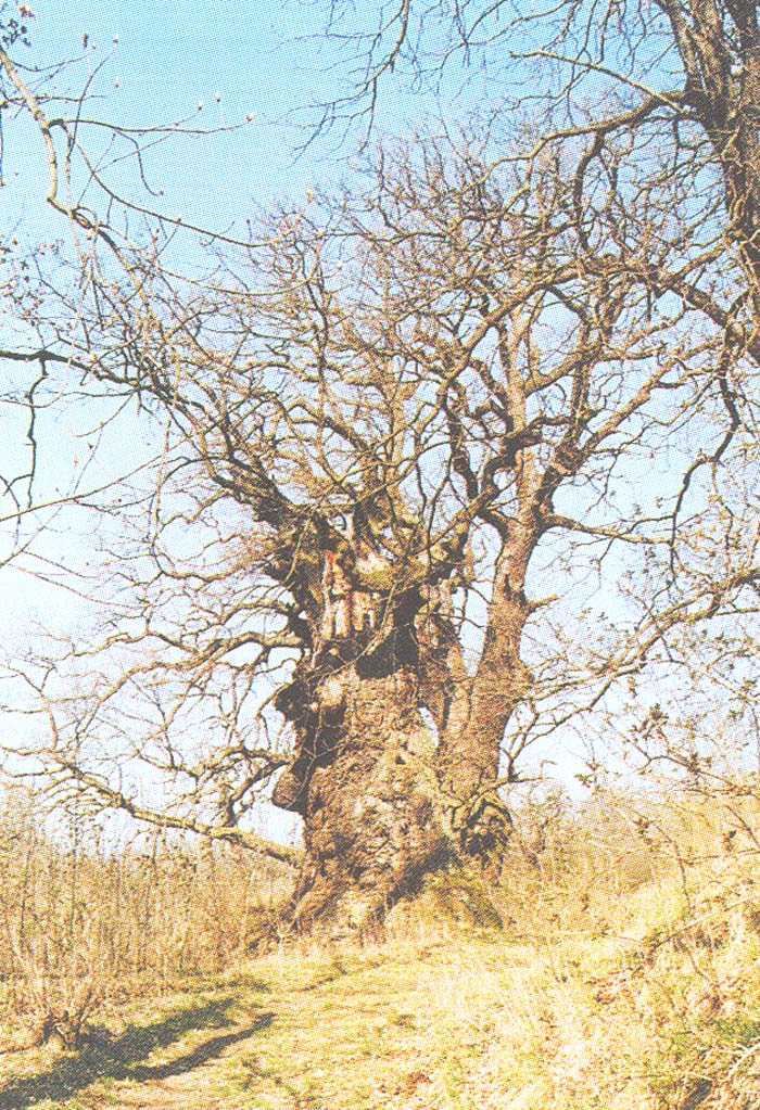 Stroupeček - jeden z památných dubů