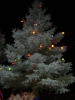 Slavnostní rozsvícení vánočního stromu